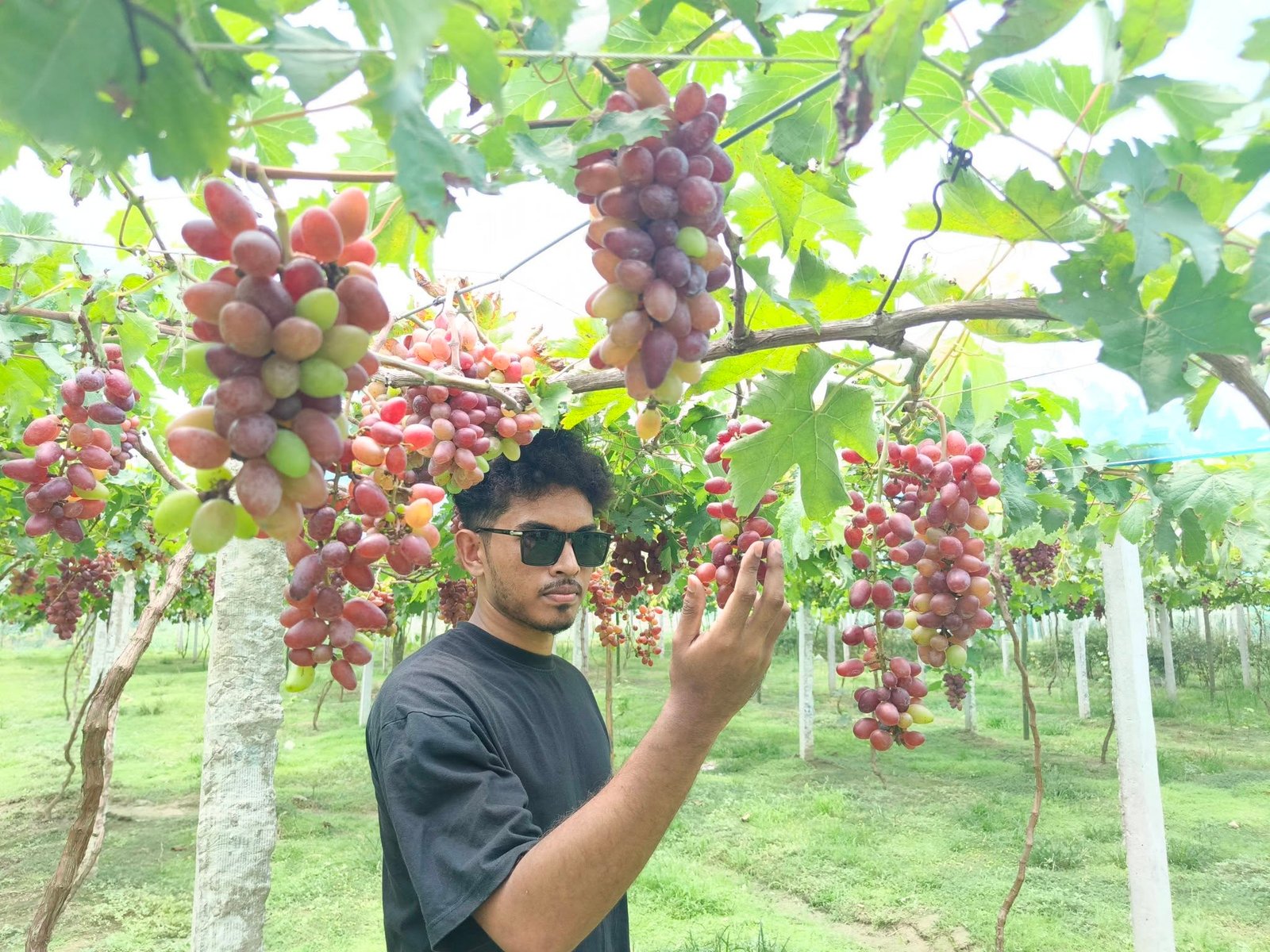 Premium Grapes Combo